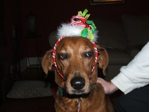 Felix was not impressed with his festive headgear and began plotting a messy end for his owner's favourite shoes